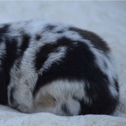 Border Collie Puppies from Rose Hollow Border Collies