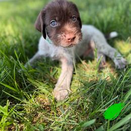 Green male - Brown and gray male Wirehaired Pointing Griffon puppy in Williston, North Dakota from Little Muddy Griffons