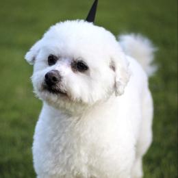 Bichon Frises and Shih Tzus from Teddy Bears of Arizona