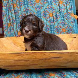 Rumi (pink) - Red tri-color female Aussiedoodle puppy in Watertown, Wisconsin from Little Bear Paws Aussiedoodles