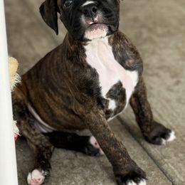 Boxer Puppies from Starlight Boxer Corner