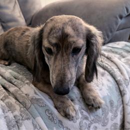 Boone - Dachshund