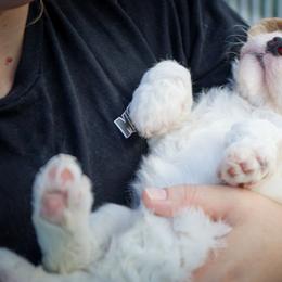 Cavapoo Puppies from WW Cavapoos