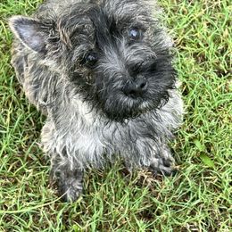 Huey - Wheaten brindle male Cairn Terrier puppy in Shell Knob, Missouri from Stoneridge Kennel