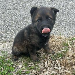 Jodie - Sable female German Shepherd puppy in Milan, Illinois from Stonewick German Shepherds