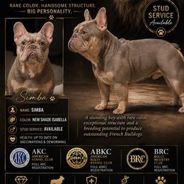 Simba - French Bulldog