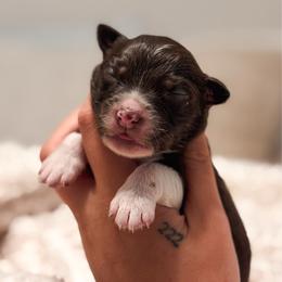 Lyra AKC - Red tri-color female Australian Shepherd puppy in Polk City, Florida from Skaky Shepherds