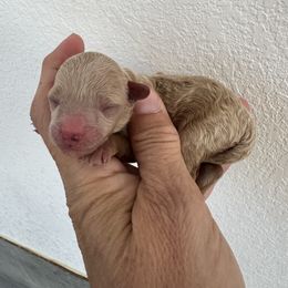 Piper - Apricot female Poodle puppy in Queen Creek, Arizona from Prestigious Toy Poodles