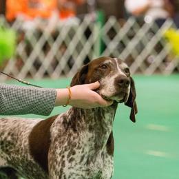 Diesel - German Shorthaired Pointer