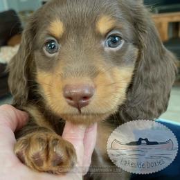 Hershey - Chocolate and tan male Dachshund puppy in Lake Mary, Florida from Lakeside Doxies