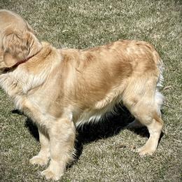 Molly - Golden Retriever