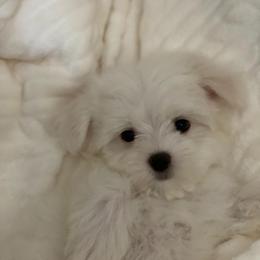 Red - White female Maltese puppy in Hawthorne, California from B&O Maltese