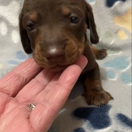 Chocolate boy - Chocolate male Dachshund puppy in Valley Springs, California from Robin’s Dachshunds
