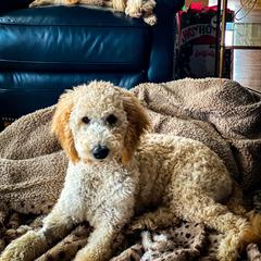 Double Doodle and Goldendoodle All Grown Up from Patterson Doodles