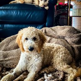 Double Doodle and Goldendoodle All Grown Up from Patterson Doodles