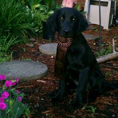 American Hairless Terrier and Flat-Coated Retriever Puppies from Rensai Kennels