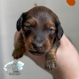 Orange Collar - Red male Dachshund puppy in Cheyenne, Wyoming from Golden Badger Kennels