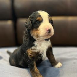 Blue - Tri-color male Bernedoodle puppy in Casper, Wyoming from 307 Doodles
