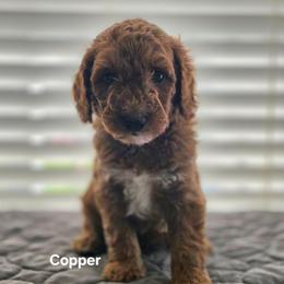 Copper - Red  male Goldendoodle puppy in Summerville, South Carolina from Channys Doodles
