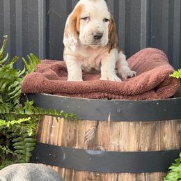 Blue Collar Male - Mahogany and white male Basset Hound puppy in Manchester, Tennessee from Middle TN Leopard Catahoulas and Middle TN Bassett Hounds