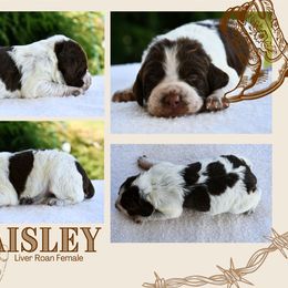 Paisley - Liver roan female Brittany puppy in Hollidaysburg, Pennsylvania from Royal Flush Farms
