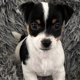 Russell Terriers from CF Jumping Jacks