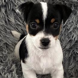 Russell Terriers from CF Jumping Jacks