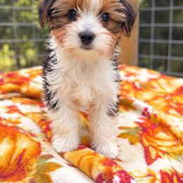Boy 2 - Parti male Yorkshire Terrier puppy in Loganville, Georgia from The Doggy Empire
