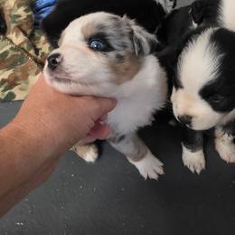 Theo - Blue merle male Australian Shepherd puppy in Leonard, Texas from Tin Roof Aussies