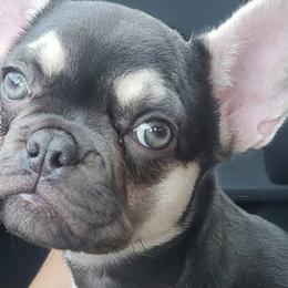 French Bulldogs from Paige's French Bulldogs