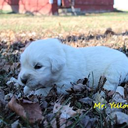 Boy 4 - Light golden Golden Retriever puppy in North Manchester, Indiana from Prairie Winds Goldens