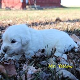 Boy 4 - Light golden Golden Retriever puppy in North Manchester, Indiana from Prairie Winds Goldens