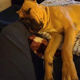 Cane Corso All Grown Up from La Muerte Corso Kennel