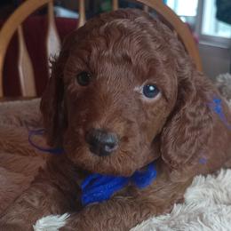 Asher Majestic Embrace Medium Import Line - Red  male Poodle puppy in Licking, Missouri from Majestic Embrace Poodles