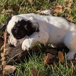 Working or hunting homes only - Black and white male English Cocker Spaniel puppy in Phillips, Nebraska from Fenloch Gundogs