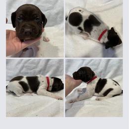 Boy 5 - White and liver German Shorthaired Pointer puppy in Cleveland, Georgia from C&M Kennel