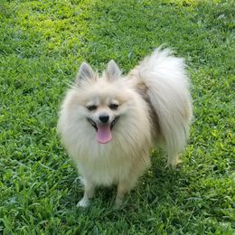 Kiki - Pomeranian
