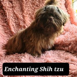 VERSACE - Shih Tzu