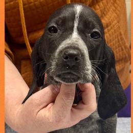 Amy Green - Blue ticked female Bluetick Coonhound puppy in Cherryville, North Carolina from Evenstar-WesRidge Bluetick Hounds