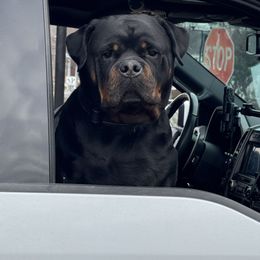 Rocky - Rottweiler