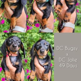 Blueprint BugsyxJolie Boy - Black and tan male Dachshund puppy in Mountain Grove, Missouri from Blueprint K9 Dachshunds- www.BlueprintK9.com