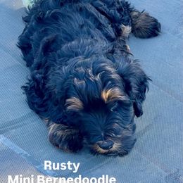 Rusty - Phantom male Bernedoodle puppy in Mount Pleasant, Texas from Hilary’s Doodle Ranch