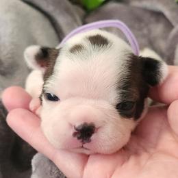 Purple Collar - Seal brindle and white female Boston Terrier puppy in Shreveport, Louisiana from Cristi's Port Bostons