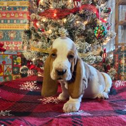 Pudge - Red and white male Basset Hound puppy in Denison, Texas from Emma Lou's Baby Bassets