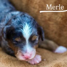 Merle - Blue merle female Bernedoodle puppy in Stuart, Oklahoma from G Ridge Kennels