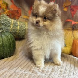 Maple - Orange parti female Pomeranian puppy in California from Savvypomeranians