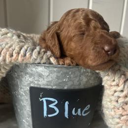 Blue - Red  male Goldendoodle puppy in Grand Blanc, Michigan from Perry Farm Doodles