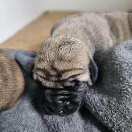 Girl 1 - Tawny female Boerboel puppy in Flemingsburg, Kentucky from Aussgardian Boerboels