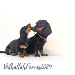 Lana - Dachshund