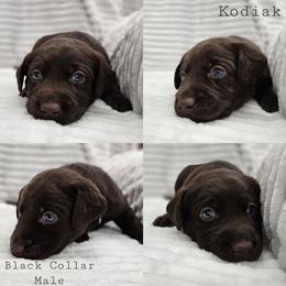Kodiak - Black Collar - Chocolate male Labrador Retriever puppy in Boyd, Minnesota from Lindley Labradors